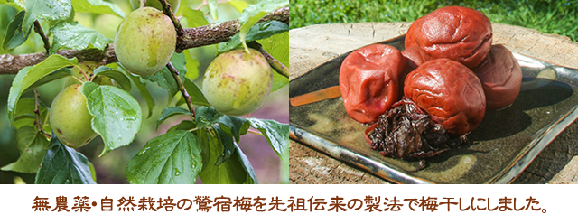 鶯宿梅の梅干し