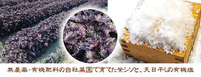 鶯宿梅の梅干し