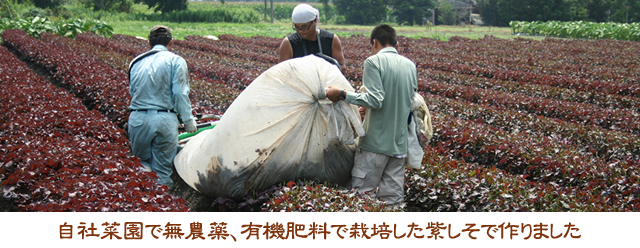 徳重紅梅園のシソ畑